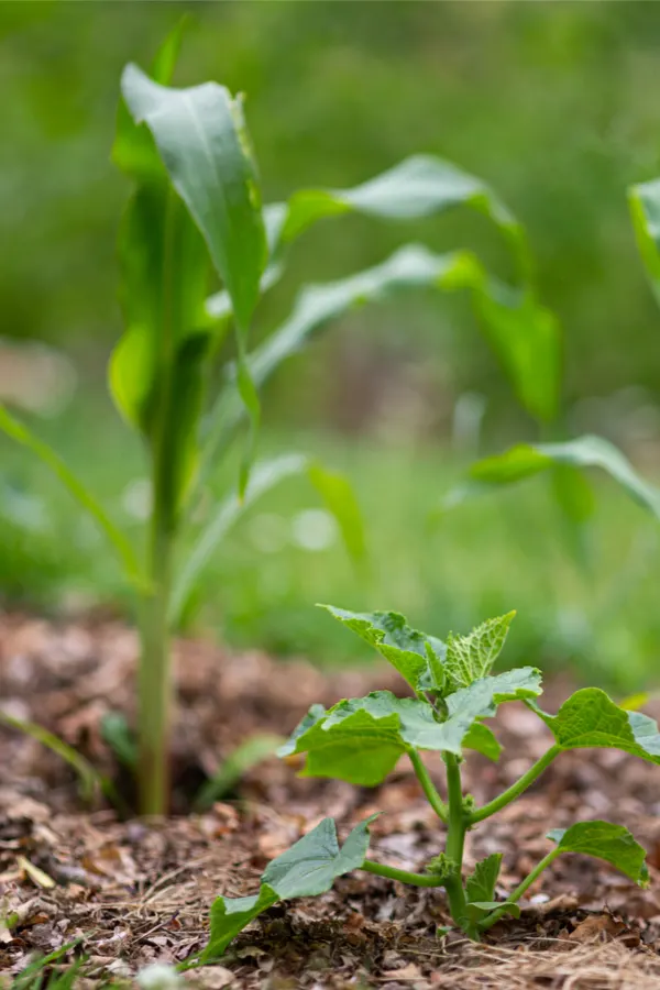 companion planting cucumbers with corn