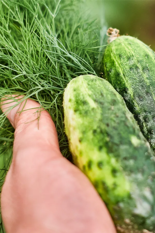 cucmber plants and dill