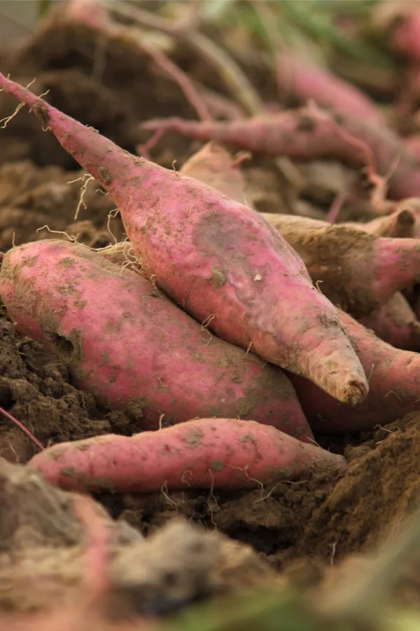 start sweet potato slips