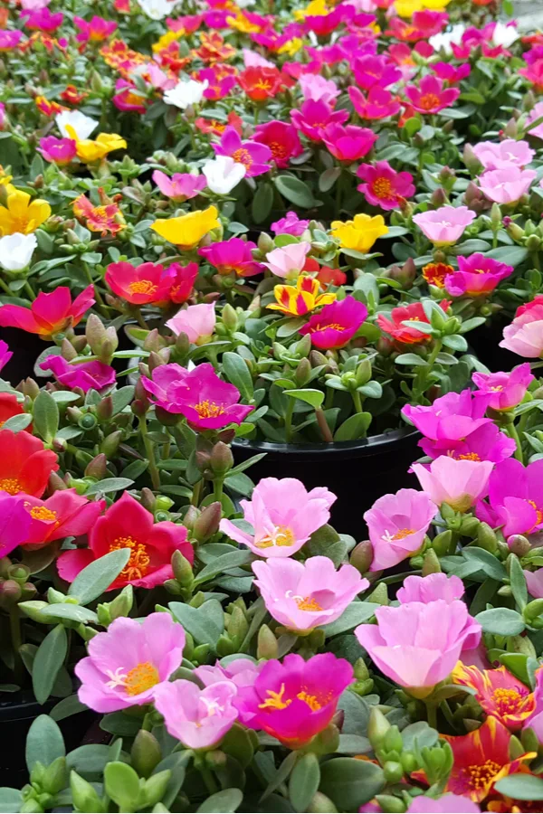 how to keep portulaca blooming