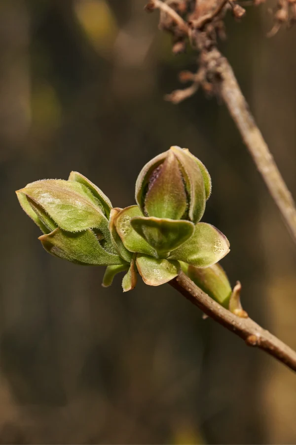 spring lilac care - lilac blooms and buds