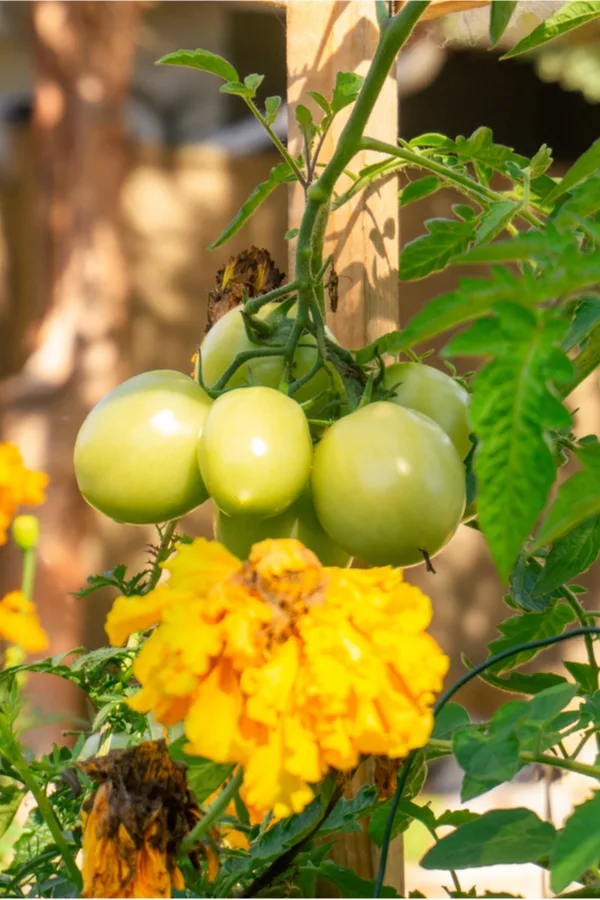 marigolds and tomatoes