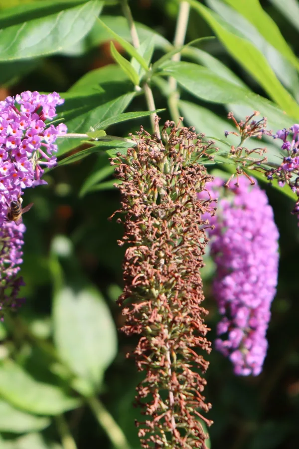 spring lilac care