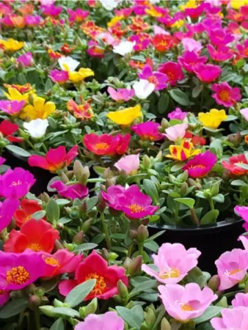 keeping portulaca blooming