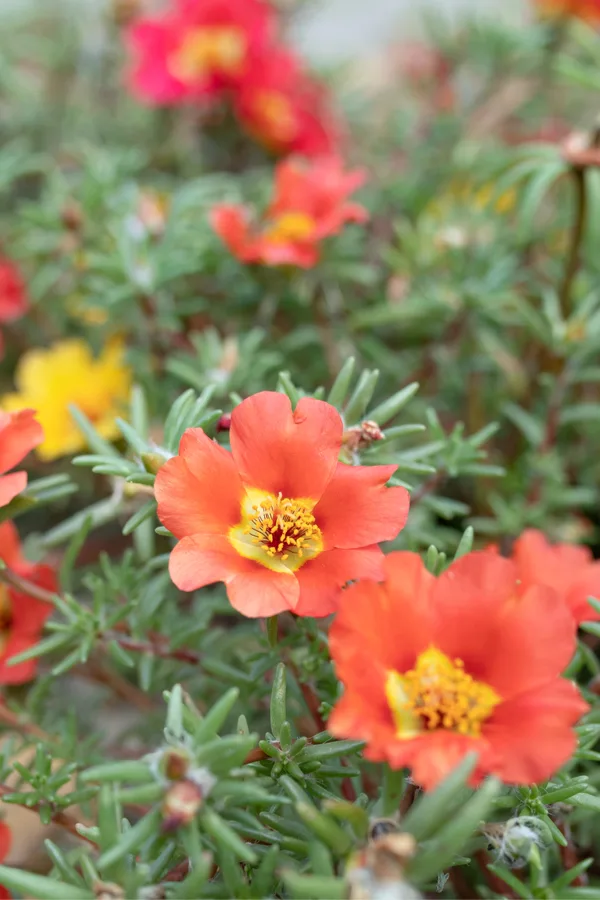 moss rose
