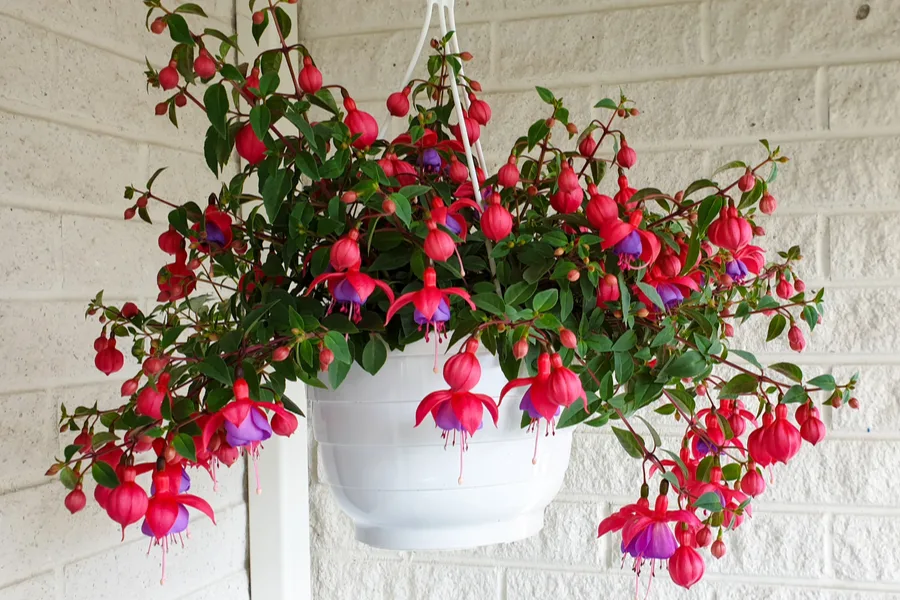 shade loving fuchsia