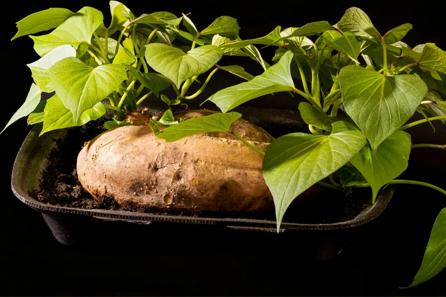 sweet potato in soil