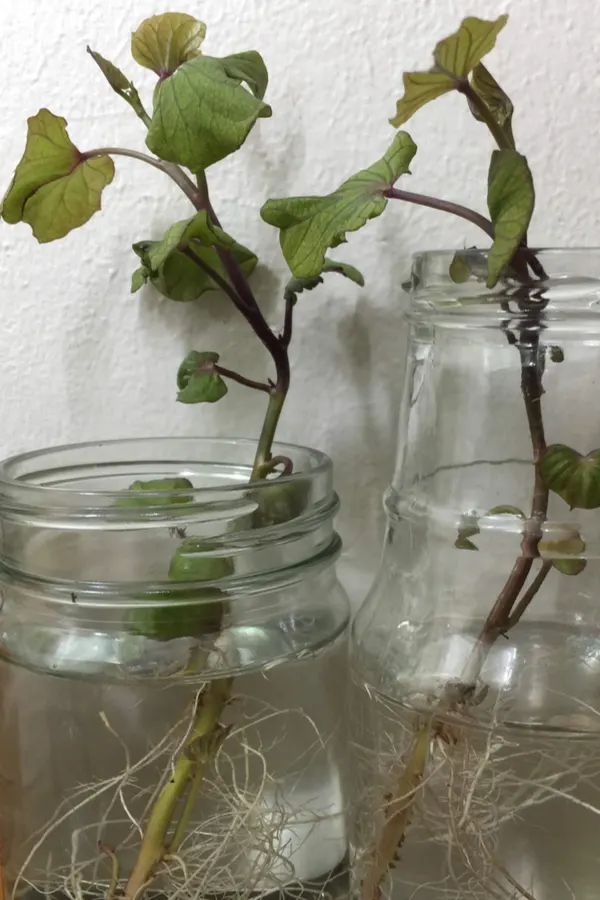 sweet potato slips in water