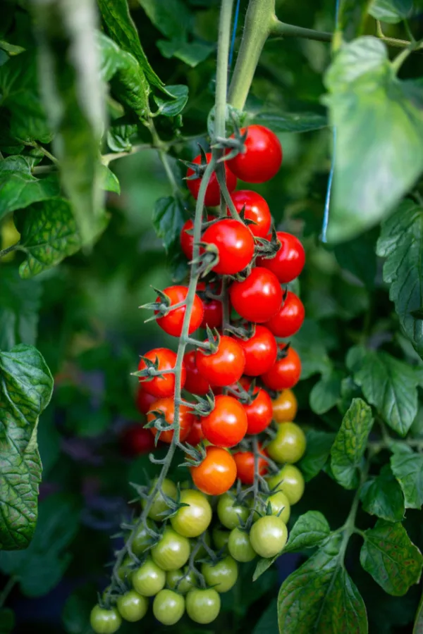 fertilizing tomatoes