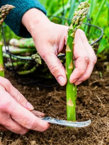 best harvest asparagus