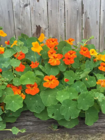 growing nasturtiums