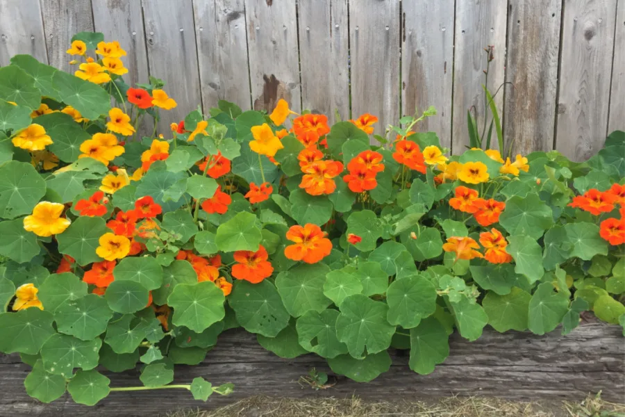 growing nasturtiums