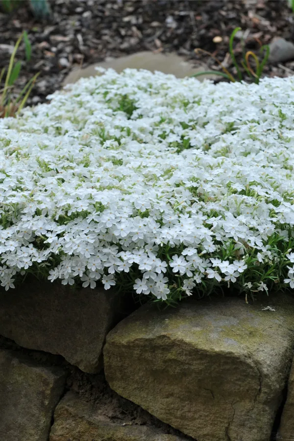 deadheading perennials