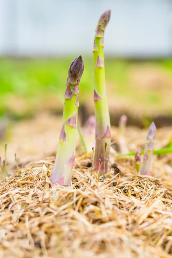 mulching asparagus