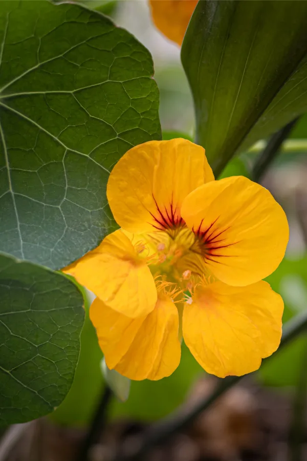 nasturtium blooms