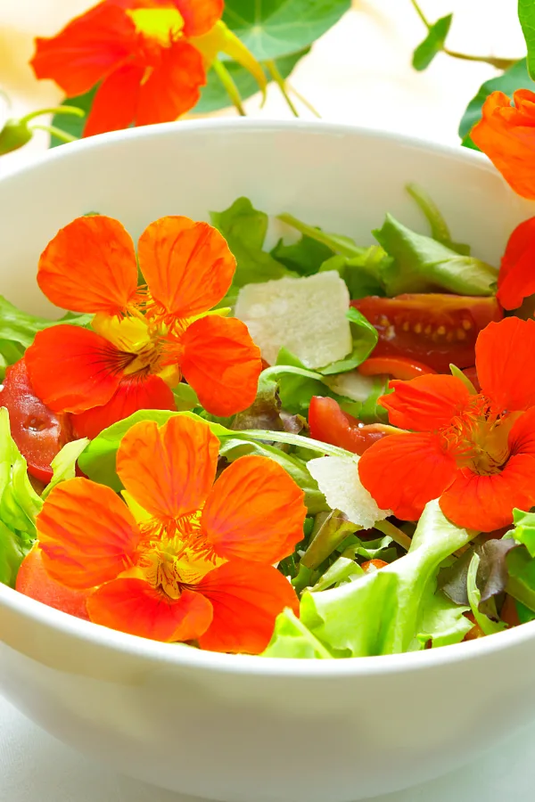 benefits of growing nasturtiums