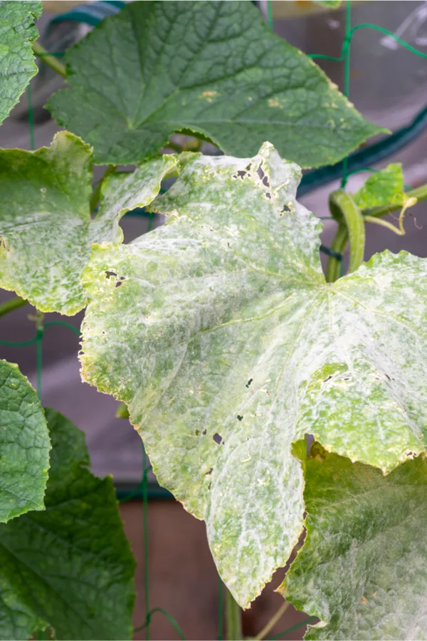 preventing powdery mildew