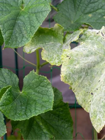 how to prevent powdery mildew