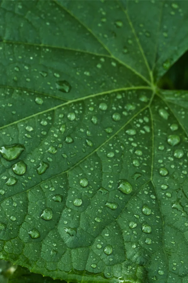 avoiding powdery mildew