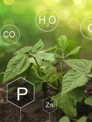 understanding fertilizers - npk