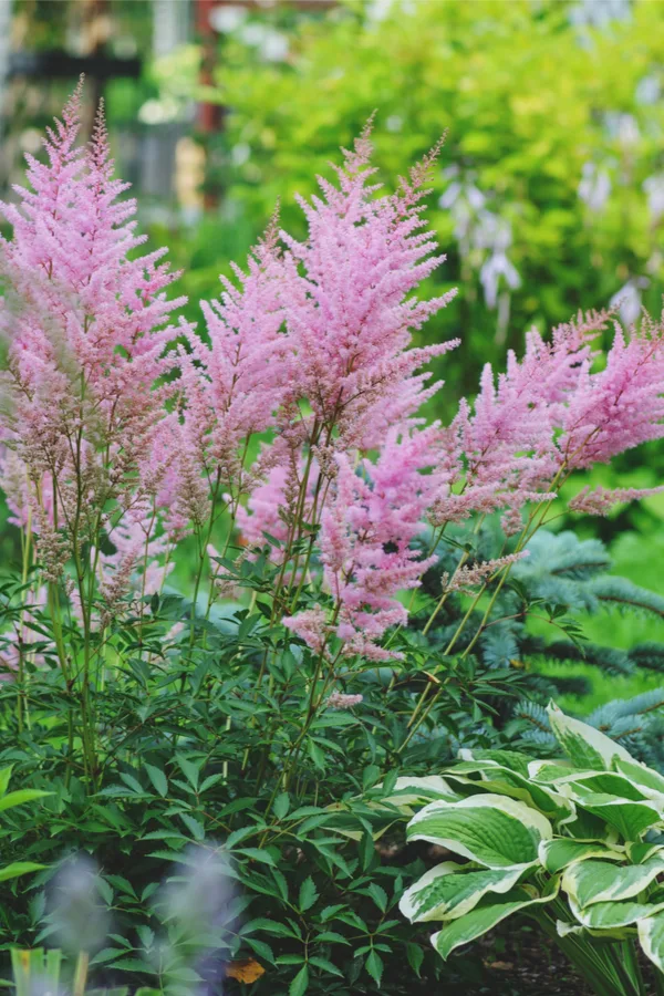 astilbe blooming