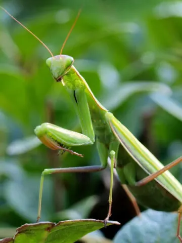 how to attract beneficial insects