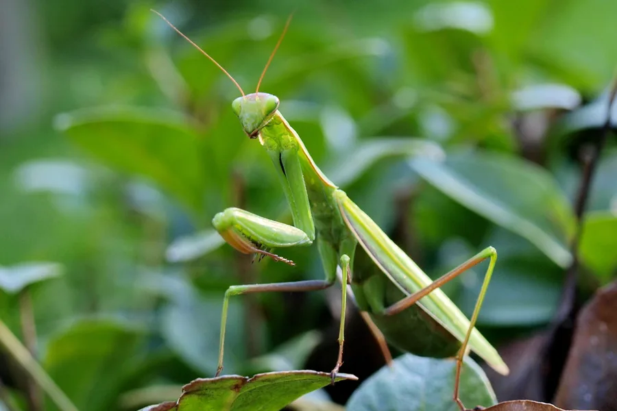 how to attract beneficial insects