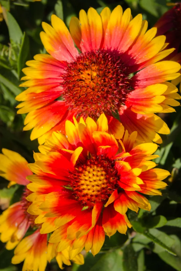 blanketflower - how to fertilize perennial plants