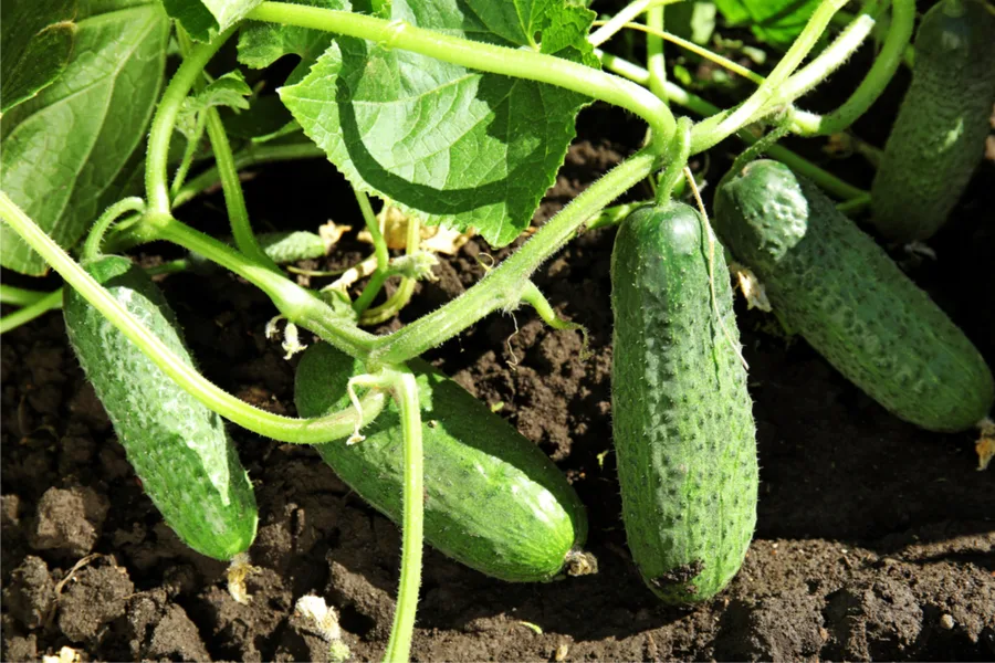 keep cucumbers plants producing
