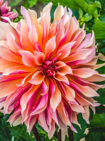 dinner plate dahlia