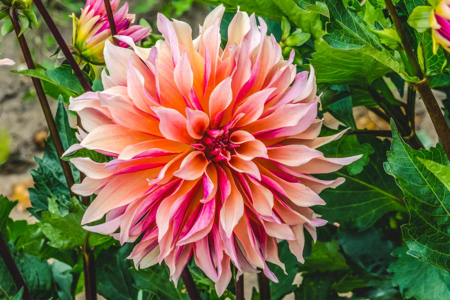 growing dahlias - dinnerplate