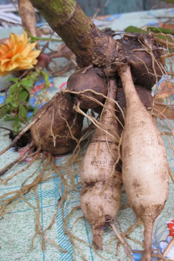 dahlia tubers - how to grow dahlias