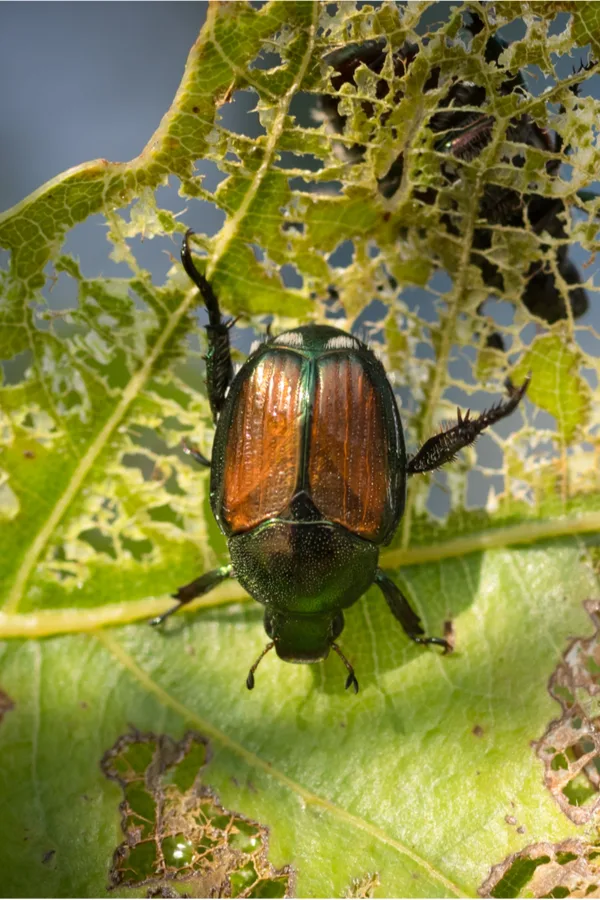 beetle damage
