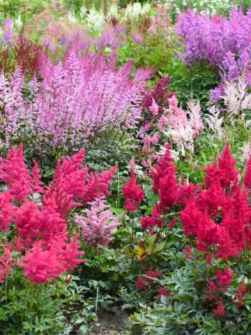 how to fertilize perennial plants