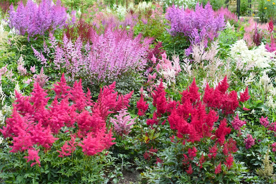 how to fertilize perennial plants