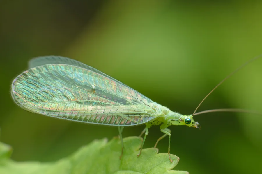 green lacewing