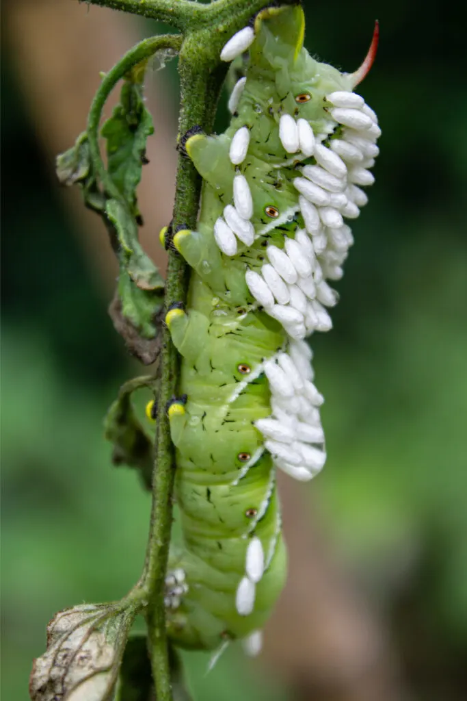 attracting beneficial insects - wasps