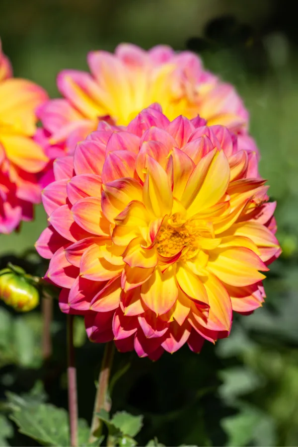 how to grow dahlias