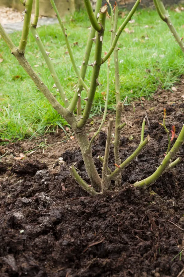 compost ring
