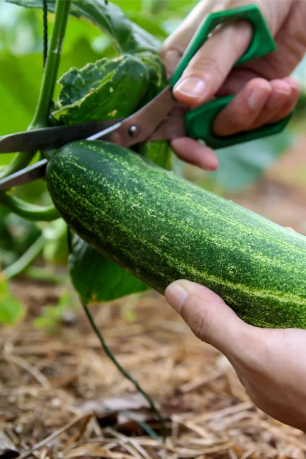picking vegetables regularly