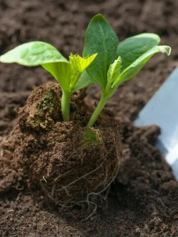 use compost in the garden