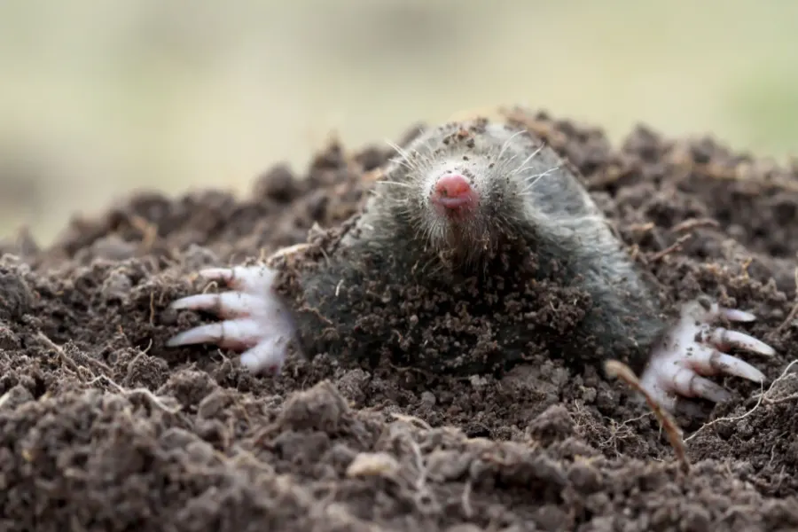 how to stop ground moles