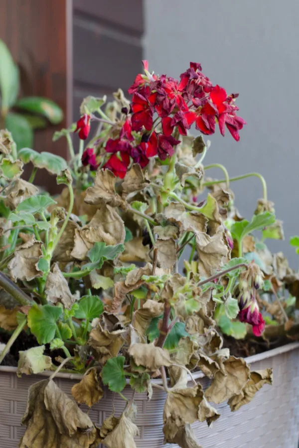 keep flower pots blooming strong in the summer