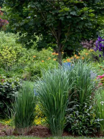 best ornamental grasses to grow