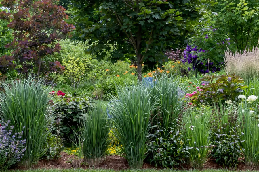 best ornamental grasses to grow