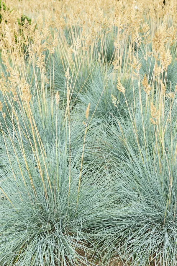 blue fescue