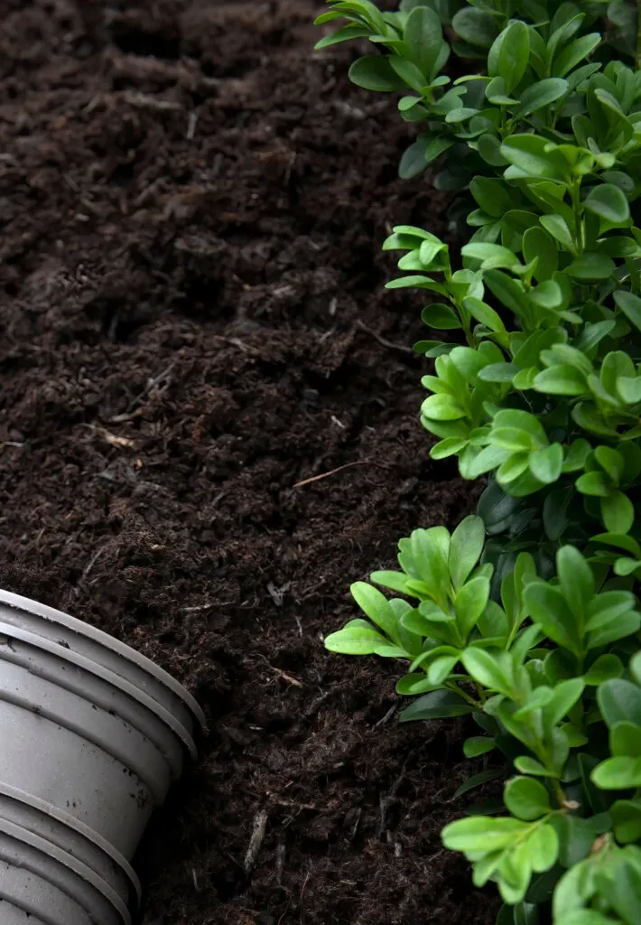 fresh compost