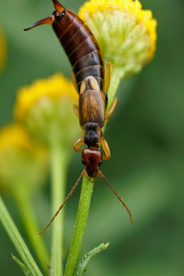 earwigs on flowers