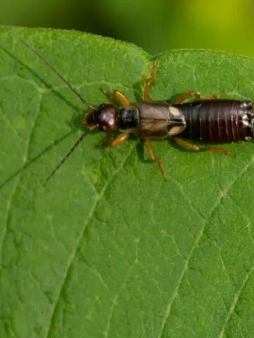get rid of earwigs