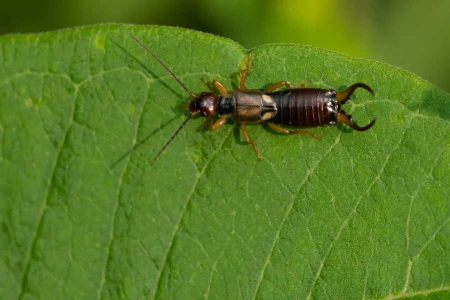 get rid of earwigs